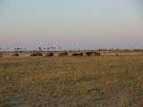 Africa 106 : Africa, Animal, Botswana, Grassland, Landscape, Makgadikgadi, Mammal, Nature, Palm Trees, Trees, Wildebeest